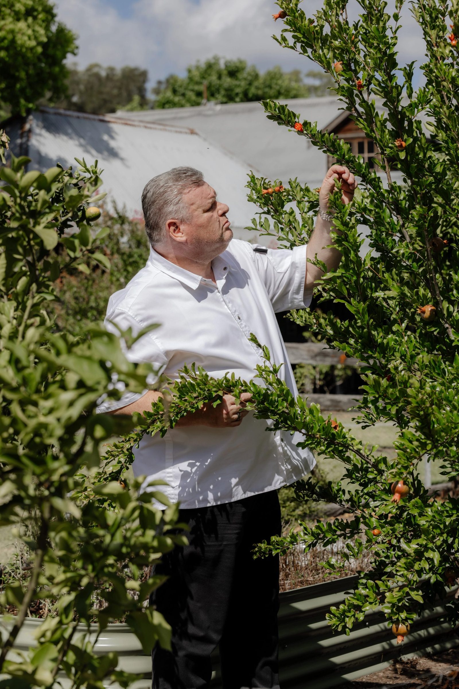 A Circa 1876 chef picking greens in the kitchen garden